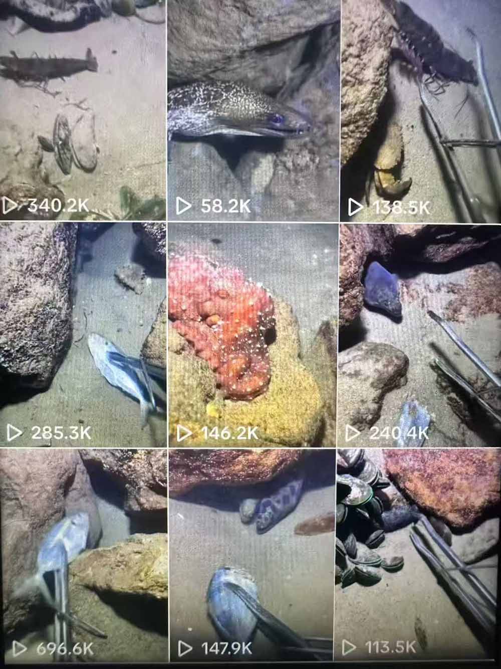 图片[2]-Tiktok中视频解说教程，体育+温情文案双赛道实操教程一站式带你落地-项目网